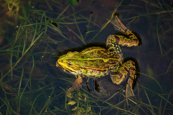 Calling Pond Frog Water — Stock Photo, Image