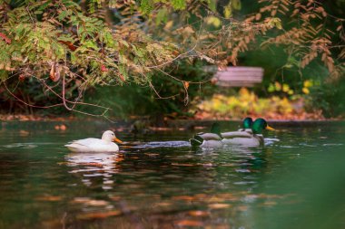 Duck birds on the water in the park