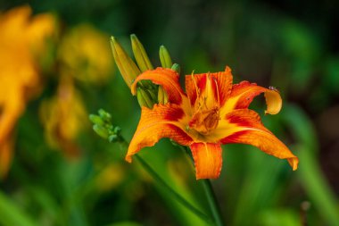Bulanık arkaplanda turuncu mor zambak çiçeği 