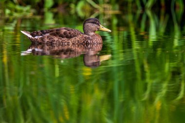 Gölde yüzen bir yaban ördeği 