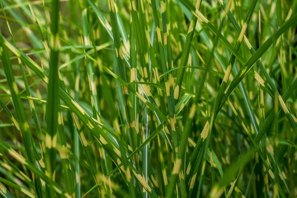 Green White Grass Background — стоковое фото