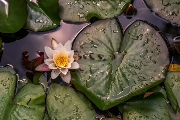 Квітка Білої Водної Лілії Ставку — стокове фото