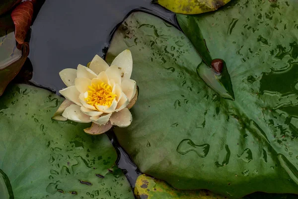 Kwiat Lilii Białej Wody Stawie — Zdjęcie stockowe