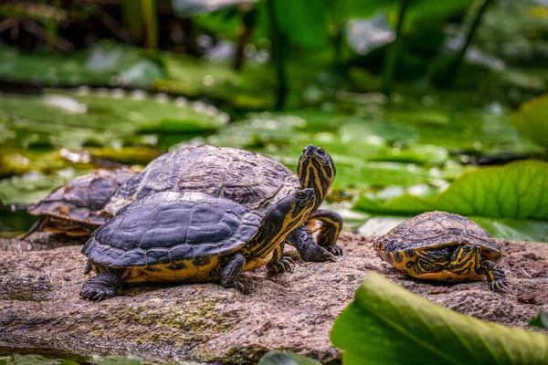 Terrapiny Leżą Skale Wodzie — Zdjęcie stockowe