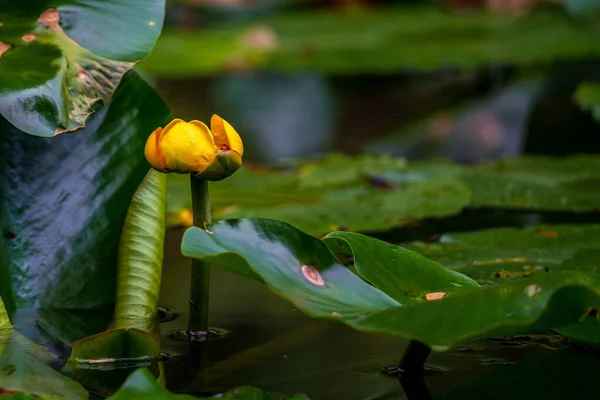 a yellow pond rose in the pond
