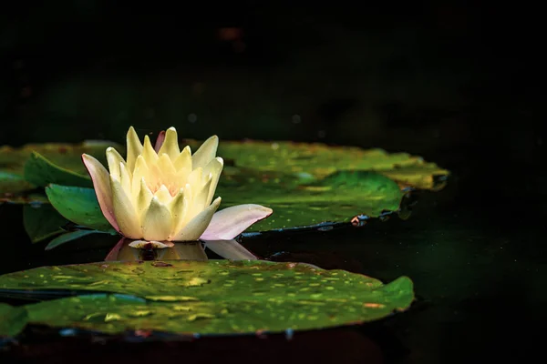 Kwiat Lilii Białej Wody Stawie — Zdjęcie stockowe