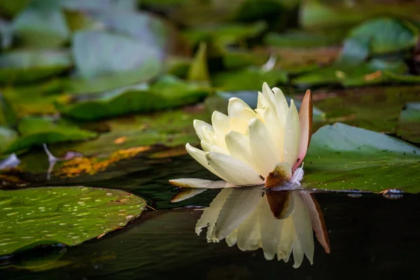 Цветок Белой Водяной Лилии Пруду — стоковое фото