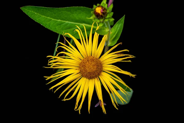 Yellow Wild Flower Green Blurred Background — Stock Photo, Image