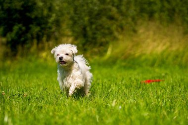 Küçük Maltese çayırda oynuyor.