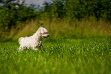 Küçük Maltese çayırda oynuyor.