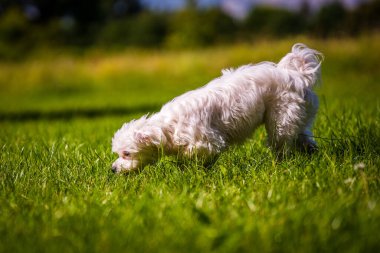 Küçük Maltese çayırda oynuyor.
