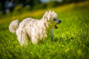 Küçük Maltese çayırda oynuyor.