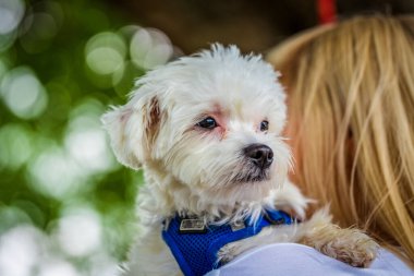 Parktaki bir kadının kolunda küçük bir Malta köpeği.