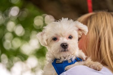 Parktaki bir kadının kolunda küçük bir Malta köpeği.