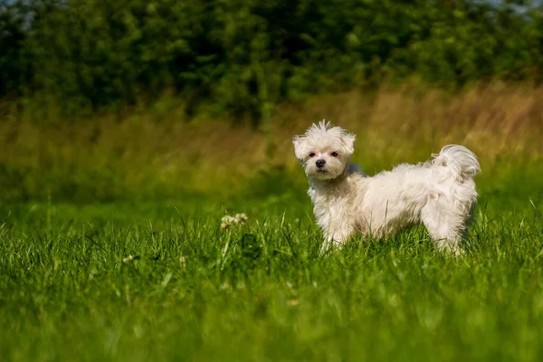 Piccolo Mini Maltese Sta Giocando Nel Prato — Foto Stock