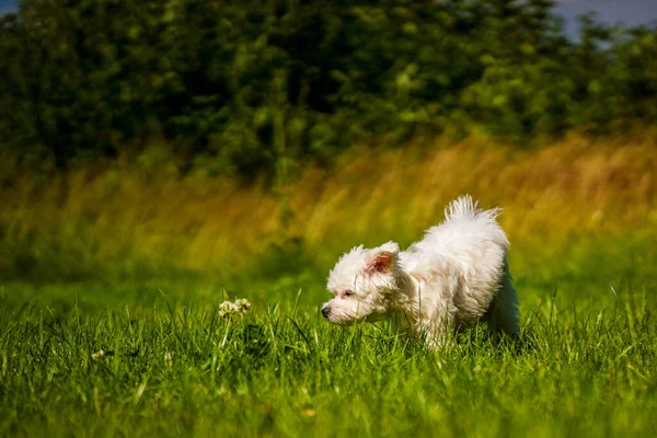 Little Mini Maltese Playing Meadow — Stock Photo, Image