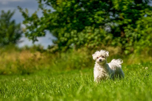 小马耳他正在草地上玩耍 — 图库照片