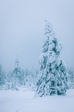 Yoğun kar yağışından sonra karla kaplı ağaç .
