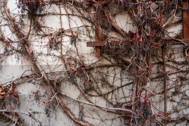 Duvarda kurumuş dağcı