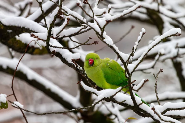 Gül Halkalı Papağan Kışın Dalda Yeşil Papağan — Stok fotoğraf