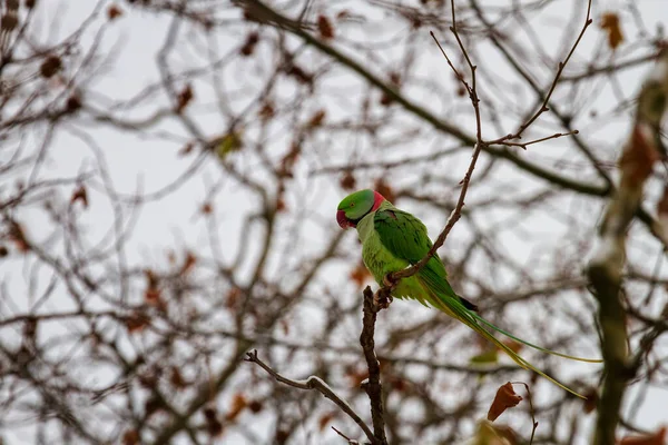 Gül Halkalı Papağan Kışın Dalda Yeşil Papağan — Stok fotoğraf