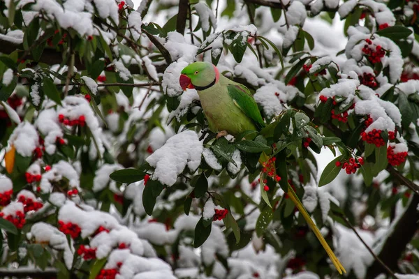 Kışın Ağaçta Yeşil Papağan Gül Halkalı Muhabbet Kuşu — Stok fotoğraf