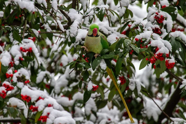 Kışın Ağaçta Yeşil Papağan Gül Halkalı Muhabbet Kuşu — Stok fotoğraf
