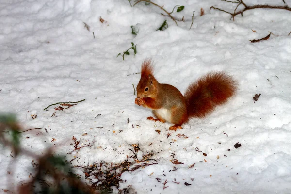 Esquilo Forrageamento Para Alimentos Inverno — Fotografia de Stock