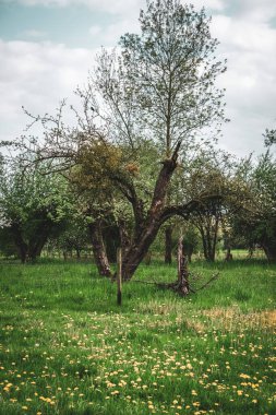 Baharda yaşlı meyve ağaçları