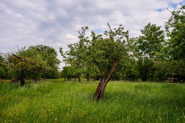 Baharda yaşlı meyve ağaçları