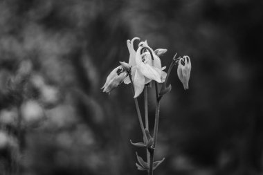 Bulanık bir arkaplan karşısında çançiçekleri