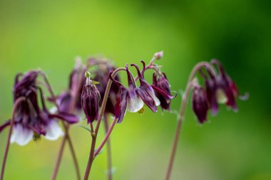 Bulanık bir arkaplan karşısında çançiçekleri