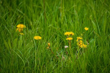 Bahar çayırında sarı karahindiba çiçekleri