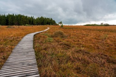 Eifel doğa parkındaki ahşap patika Hohes Venn.