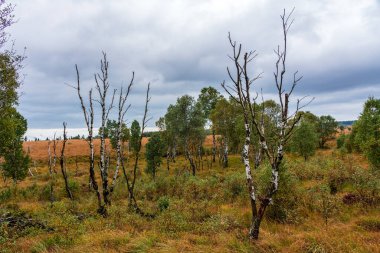 Doğadaki eski kırık ağaç High Fens, Belçika 'da saklanır..