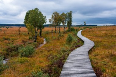 High Fens 'in sonbaharda, Belçika' daki Moorland manzarası.