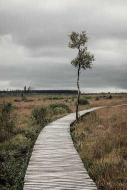 Eifel doğa parkındaki ahşap patika Hohes Venn.
