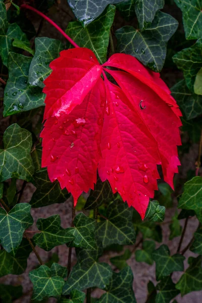 Röd Växt Löv Grön Bakgrund — Stockfoto