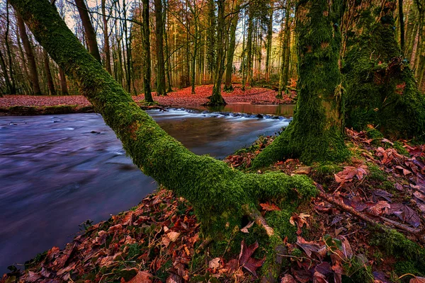 Small River Forest Long Exposure — Stock Photo, Image