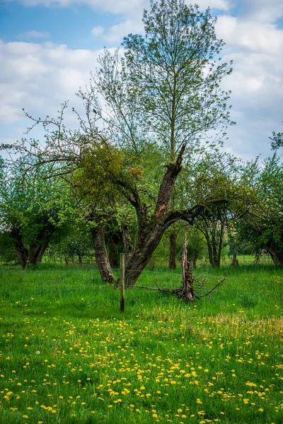 Árboles Frutales Viejos Primavera —  Fotos de Stock