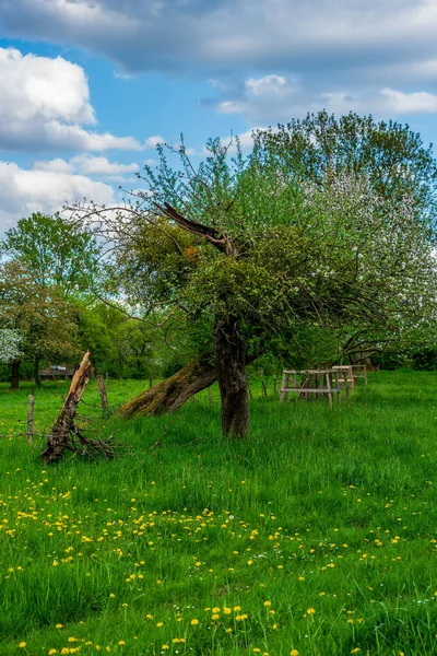 Oude Fruitbomen Het Voorjaar — Stockfoto