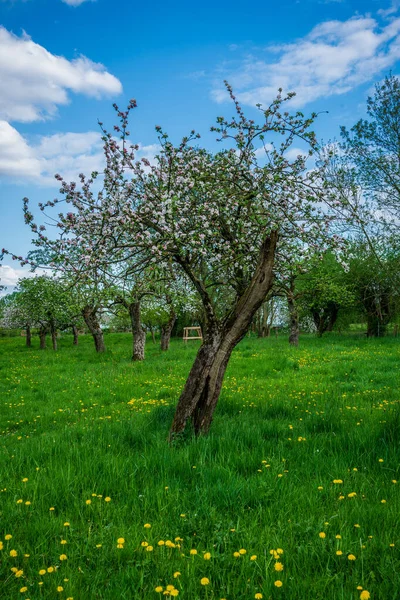 Árboles Frutales Viejos Primavera —  Fotos de Stock