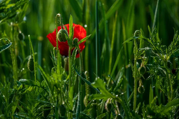 Amapola Roja Campo — Foto de Stock