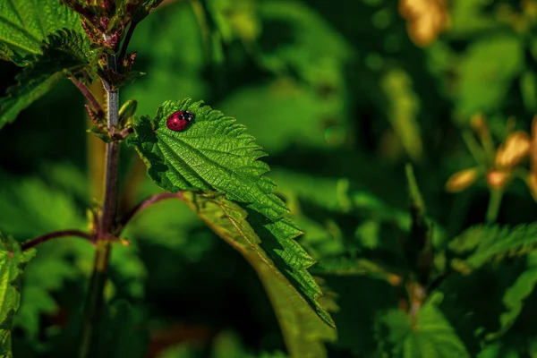 Una Mariquita Una Ortiga — Foto de Stock