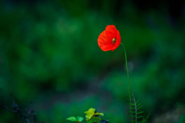 Rode Papaver Het Veld — Stockfoto