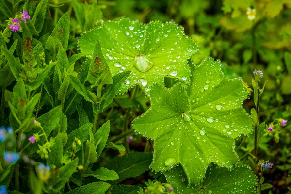 緑の植物の葉の雨滴は — ストック写真