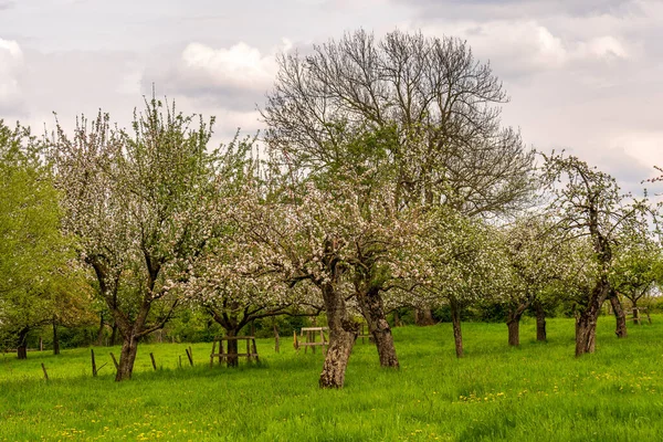 果樹園の古いリンゴの木 — ストック写真