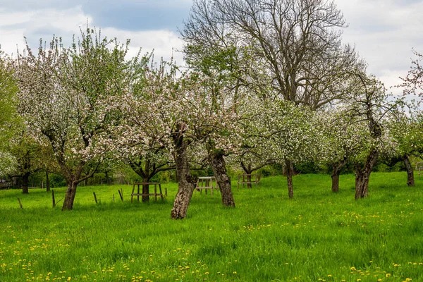 果樹園の古いリンゴの木 — ストック写真