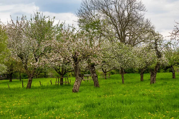 Staré Jabloně Sadu — Stock fotografie