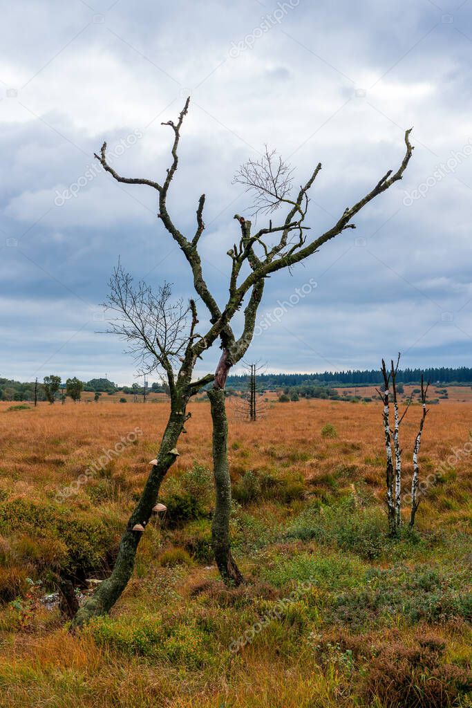 Old broken tree in nature reserve High Fens, Belgium.